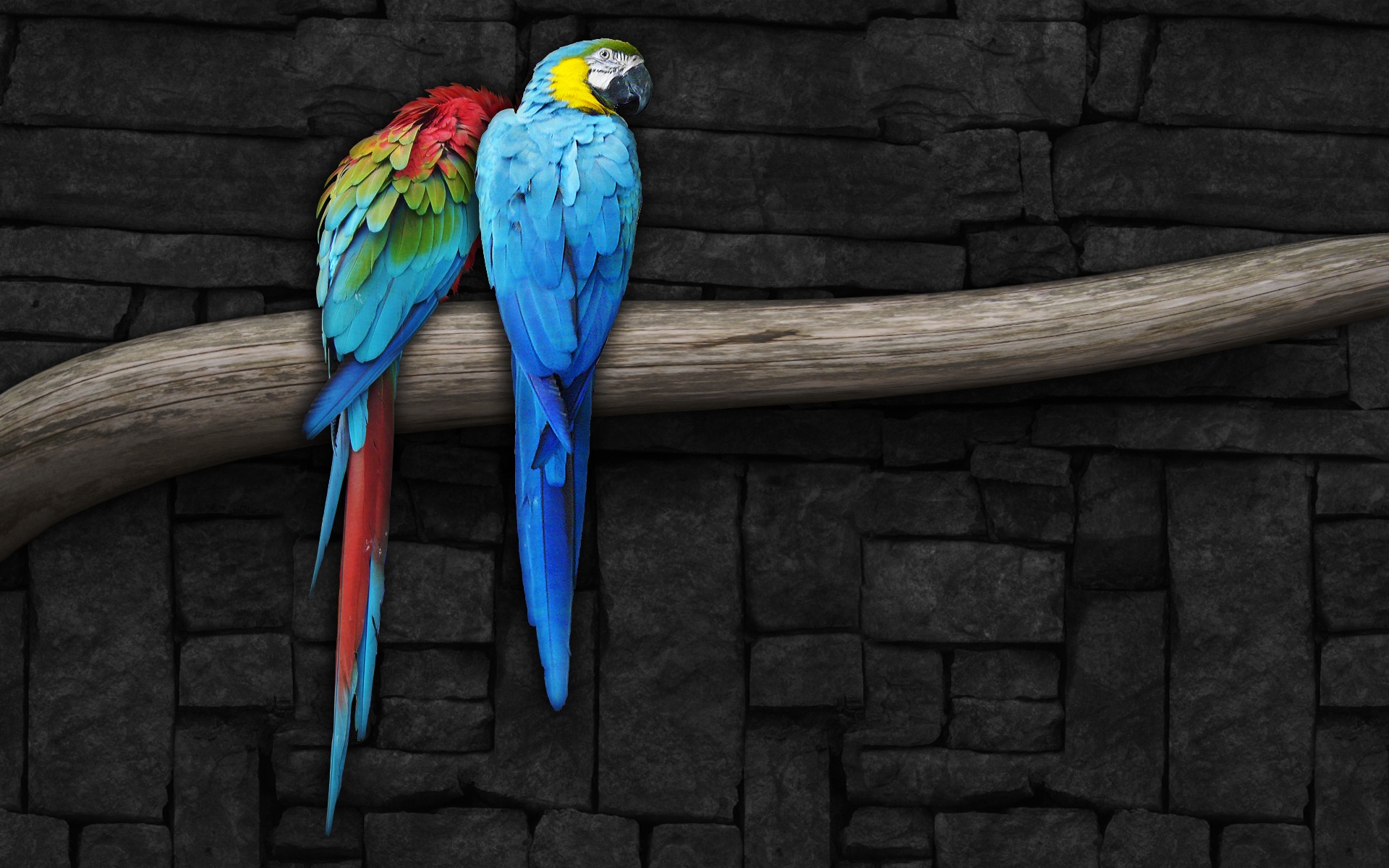 Pair of Parrots Wallpapers | Wallpapers HD