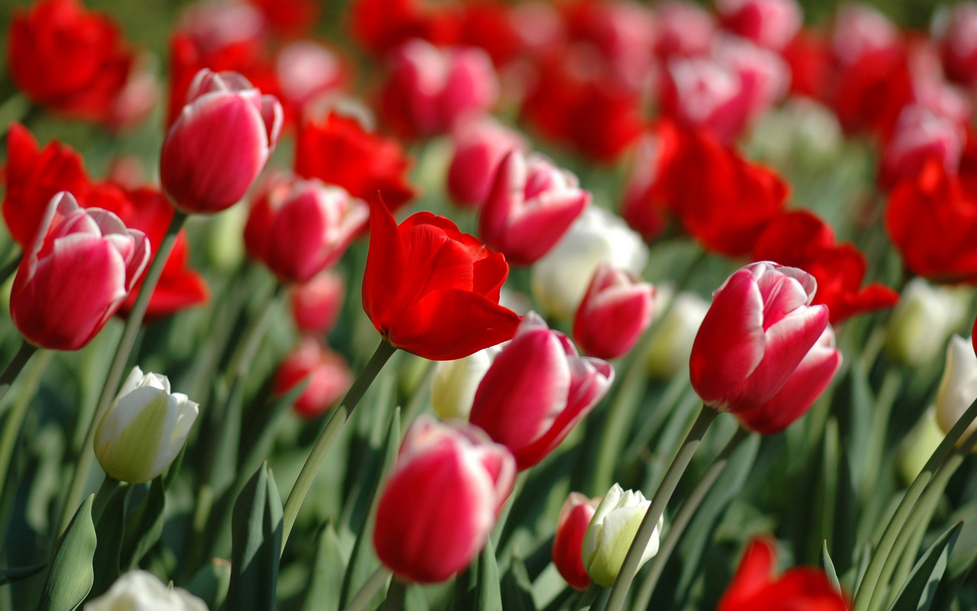 Red Tulips In Spring Wallpapers Wallpapers Hd